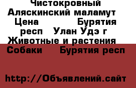 Чистокровный Аляскинский маламут › Цена ­ 5 000 - Бурятия респ., Улан-Удэ г. Животные и растения » Собаки   . Бурятия респ.